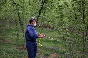 Giresun`da Fındıkta `Külleme Hastalığı` ile Mücadele Devam Ediyor