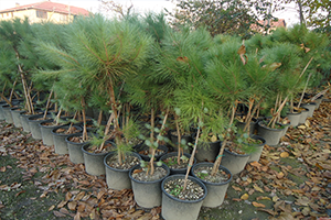 3 Bin 500 Fidan Toprakla Buluştu