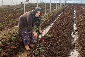 Genç Çiftçi Desteği alanlardan Yüzde 76`sı Kadın