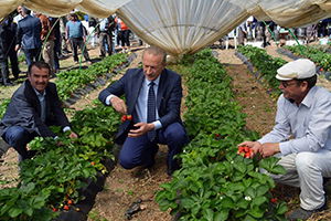 Çilek Hasat Şenliği Düzenlendi