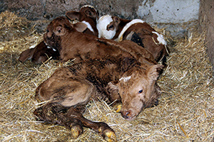 Samsun`da İnek Dördüz Doğurdu