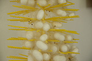 İpek Böcekleri Canlanmaya Başladı