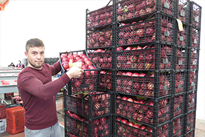 Isparta Elma`sı Ortadoğu`da