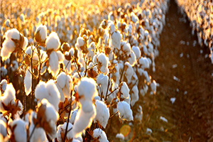 Pamuğun Yerini İyi Pamuk Alıyor