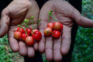 Yılın İlk Hasadından Cep Yakan Fiyat