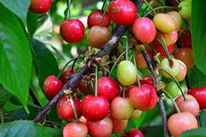Kirazın Anavatanı Kemalpaşa`da İlk Hasat Yapıldı
