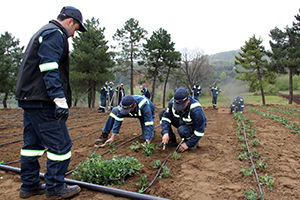 Çelik Üreten Eller Çilek Üretmeye Başladı