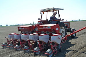 `Beyaz Altın` Manisa`da Geri Döndü