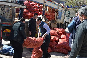 Büyükşehirden Patates Üretimine Destek