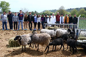 Kuzu Makinesi Romanov Koyunlarına Üniversitelerden Büyük İlgi