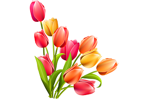 2016 Yılı Lale üretim Rakamları Açıklandı