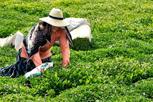 2017 Yılı Yaş Çay Taban Fiyatı Açıklandı