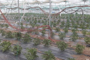 Kuvvetli Rüzgar Üreticiyi Vurdu