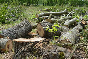 Silivri`de Ormanlık Alandaki Ağaçların Kesilmesine Tepki