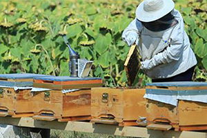 Türkiye, Bal Üretiminde Dünyada İkinci