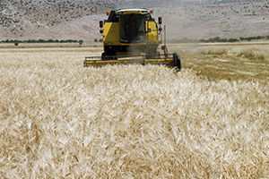 Yılın İlk Arpa Hasadı Bereketli Başladı