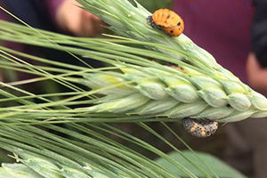 Çiftçilerin Beyaz Başak Endişesi