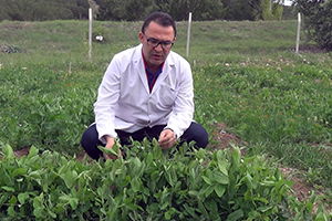 Soğuğa Dirençli Bezelye Geliştirildi