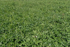 Türkiye`nin İlk Yemlik Börülce Çeşidi `Ülkem` Tescil Ettirildi