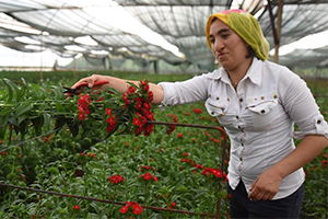 Anneler Günü Yerli Çiçekçilere Yarayacak