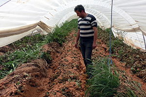 Sağanak Yağış, Çilek Seralarına Vurdu
