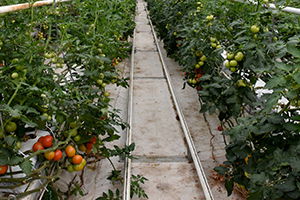 Domates Üreticileri Bu Yılki Fiyatlardan Memnun