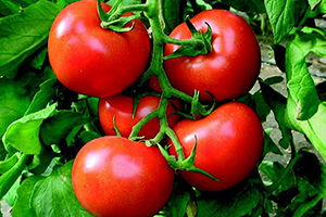 Domatesin Ateşi Düşüyor