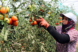 Domates, Dünya Ülkelerinin Gözdesi Oldu