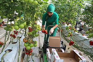 Ağrılılar, Zam Şampiyonu Domatesi Ucuza Yiyor