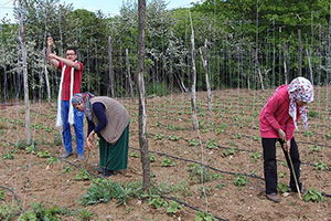 `Pazaryeri Boncuğu`ndan 8 Milyon Lira Gelir Bekliyorlar