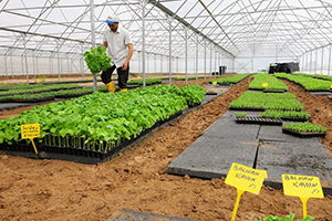 Büyükşehir, Sebze Üreticilerinin Yüzünü Güldürdü