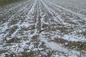 Fındık Büyüklüğünde Dolu, Tarım Arazilerine Zarar Verdi
