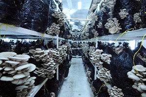 Çay Ve Fındığa Ek Gelir İstiridye Mantarı