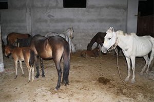 Kesime Hazır 16 Tane At Ele Geçirildi