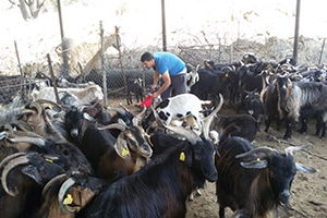 İmece Usulüyle Keçi Kırpımı Yaptılar