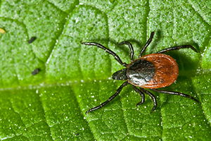 Uzmanlardan Kene Uyarısı