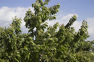 Nisan`da Yağan Kar, Kiraz Fiyatlarını Uçurdu