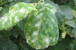 Fındıkta Külleme Hastalığı, Meclis Gündeminde