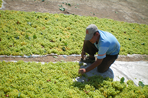 Kuru Üzüm Ve Sofralık Üzüm Üretimi Ayrılmalı