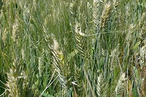 Dolu Yağışları Ekinleri Vurdu