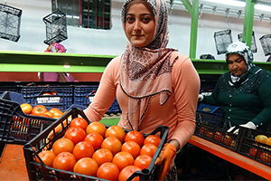 Domates, Hafta Başından İtibaren büyük Kentlerde