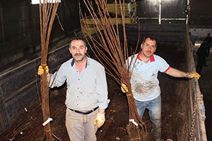 Çiftçilere 32 Bin Meyve Fidanı Dağıtıldı