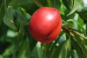 Nektarin Kızardıkça Üreticisi Güldü