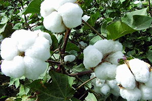 Çiftçiler, Yeniden Pamuğa Yöneldi