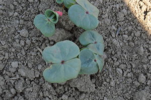 Üretici Yeniden Pamuğa Yöneldi