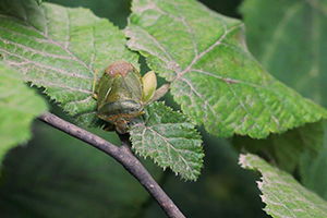 Fındıkta, Yeşil Kokarca Mücadelesi