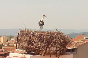 Sındırgı` nın Leyleklerine Üniversite Güvencesi
