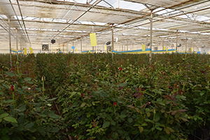 Karagül Süs Bitkileri Sektörüne Kazandırılıyor