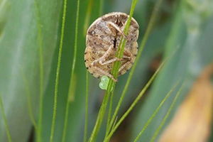 Daha İyi Ürün İçin Yararlı Böcekler Tarlada