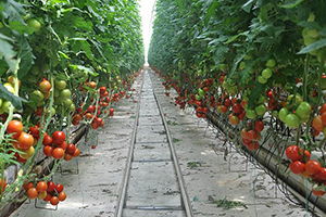 Topraksız Tarım İle 20 Ülkeye İhracat